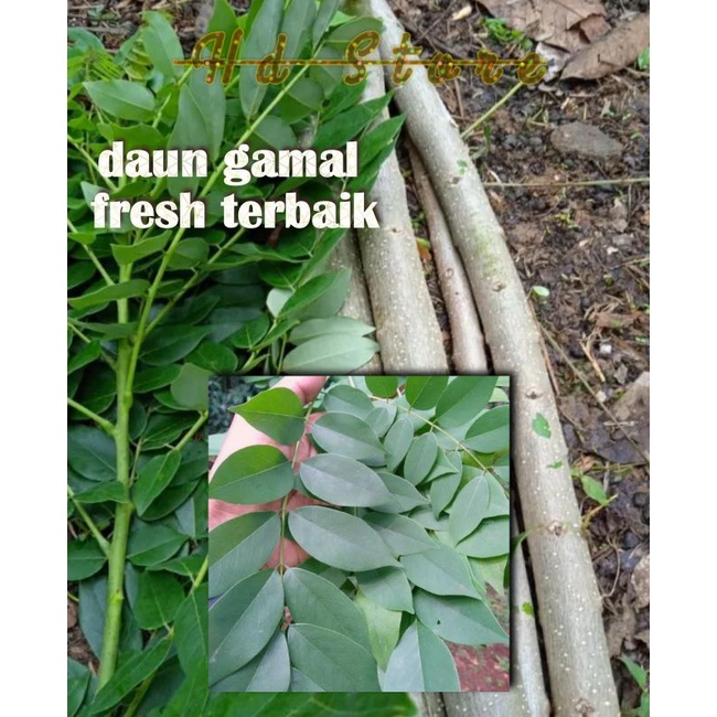 

daun gamal fress baru petik 1000 g