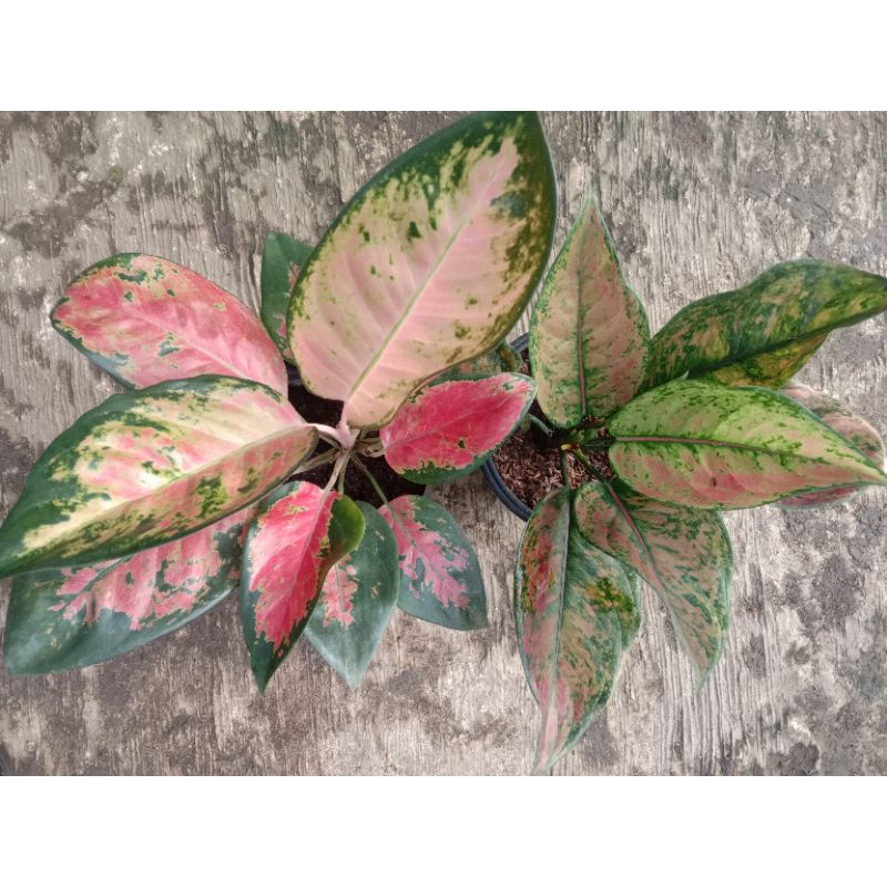 Paket Aglonema Red khocin / khocin paramuay + Aglonema Heng"