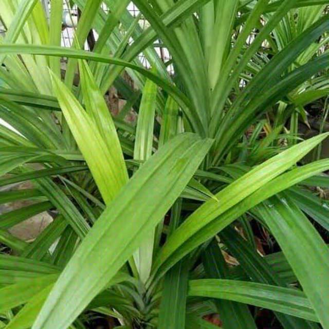 

Daun pandan 100 gram fresh organik