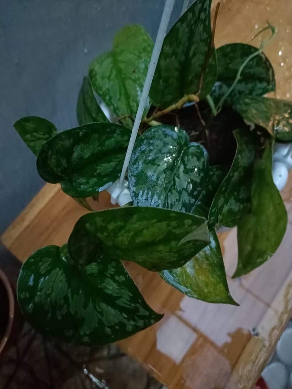 Scindapsus Exotica/sirih Silver