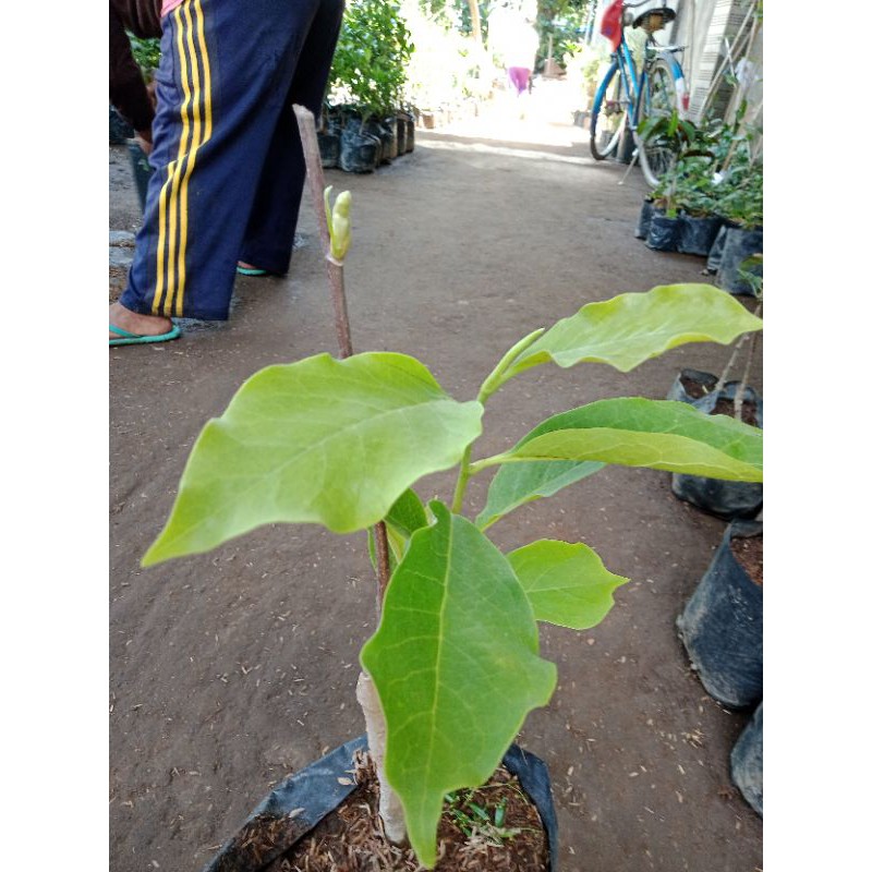 Bibit bunga kantil ungu