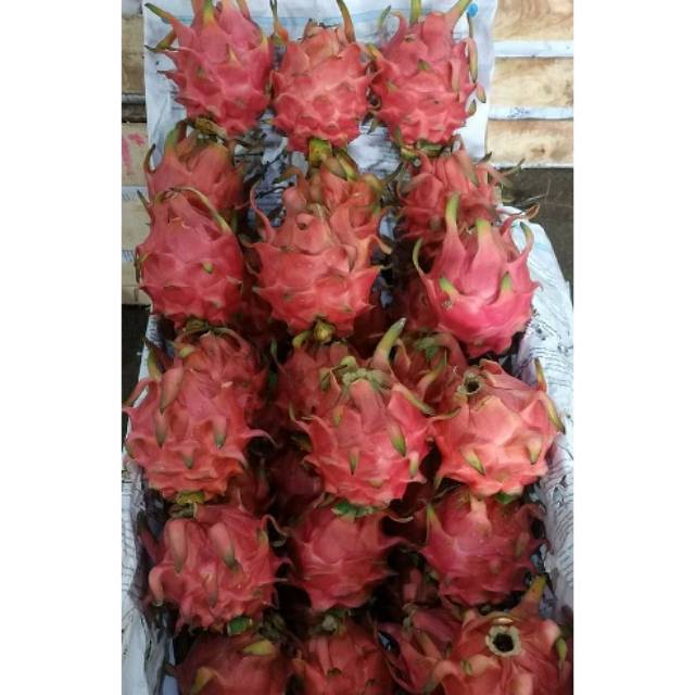 

Buah Naga Ganda Segar dan Sehat per 1 Kg
