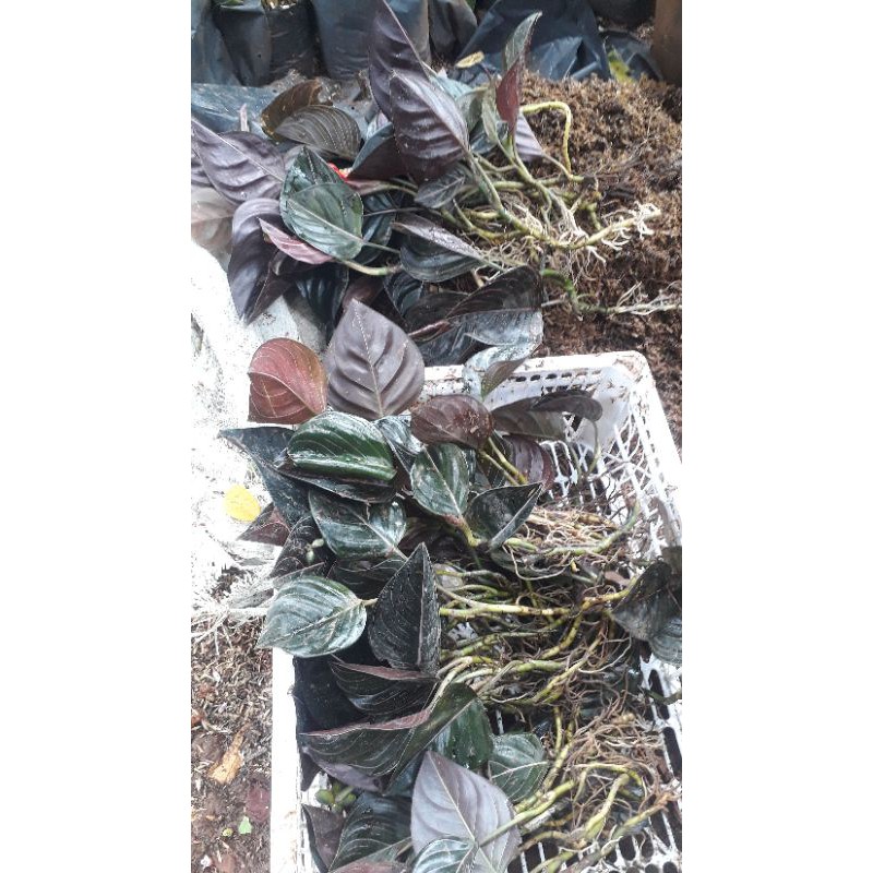 Tanaman Hias Aglonema Rotundum Aceh / Tanaman Aglonema Rotundum Aceh / Tanaman aglonema