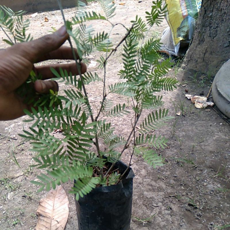 Bibit  bonsai kaliandra