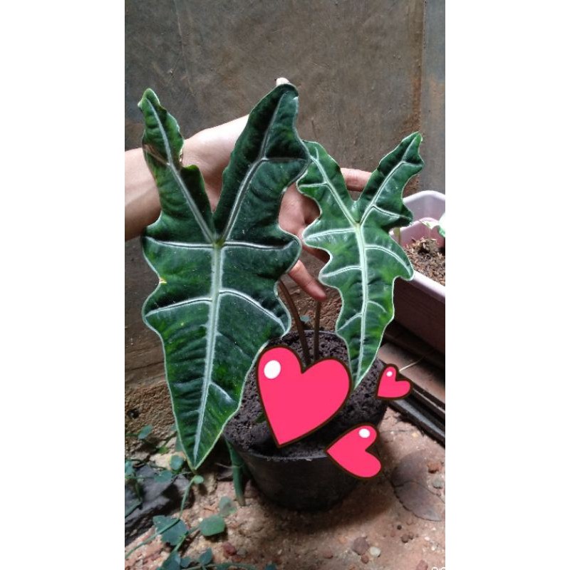 ALOCASIA SANDERINA NOBILIS