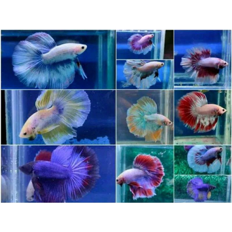 ikan cupang halfmoon pejantan+bonus