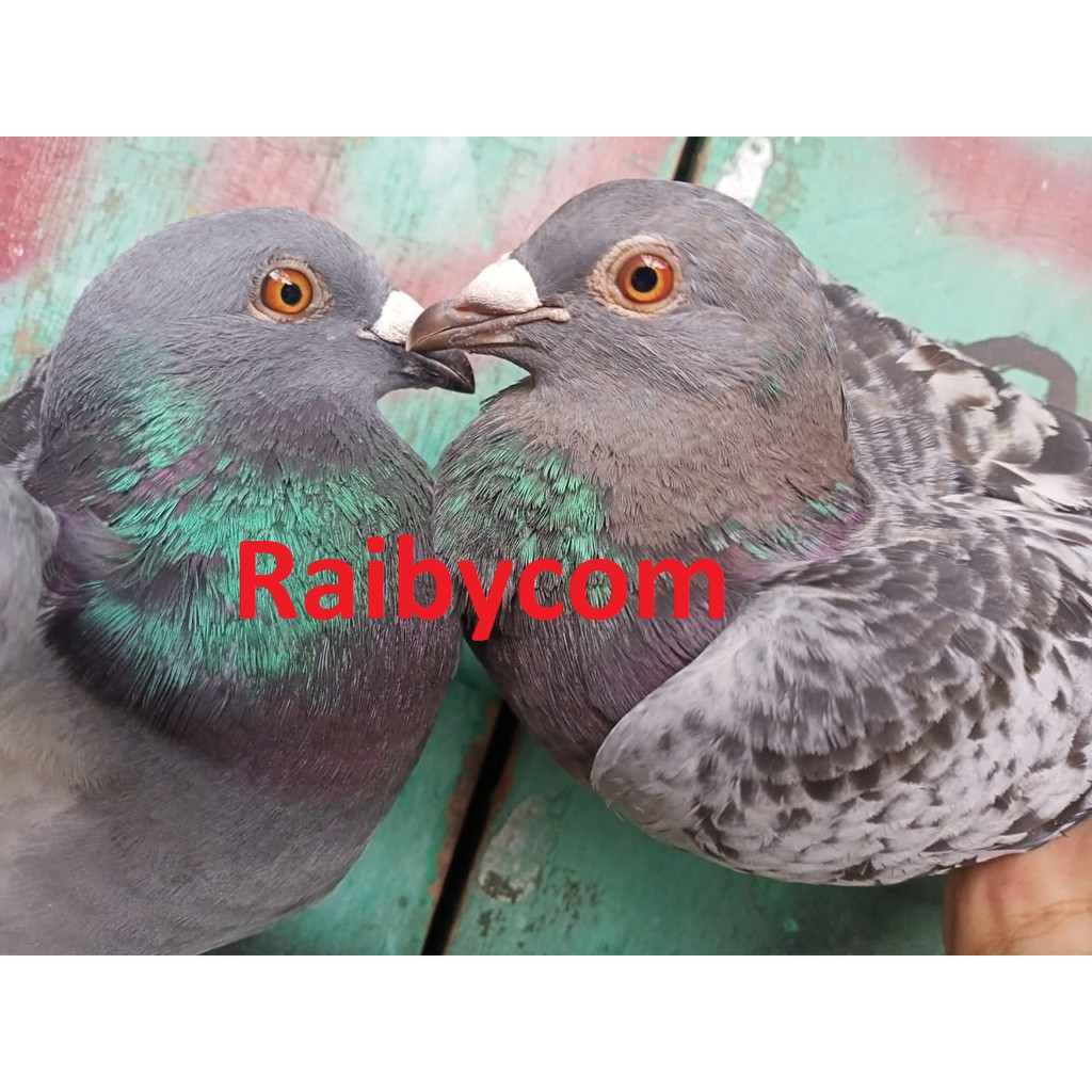 Burung Merpati Pos Racing Pigeon Long Distance Trah Import Belgia Ring
