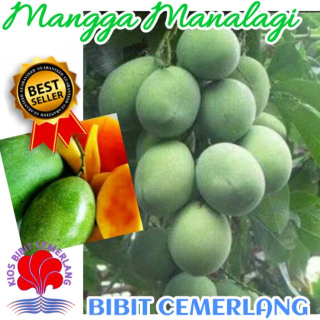 BIBIT MANGGA MANALAGI SUPER