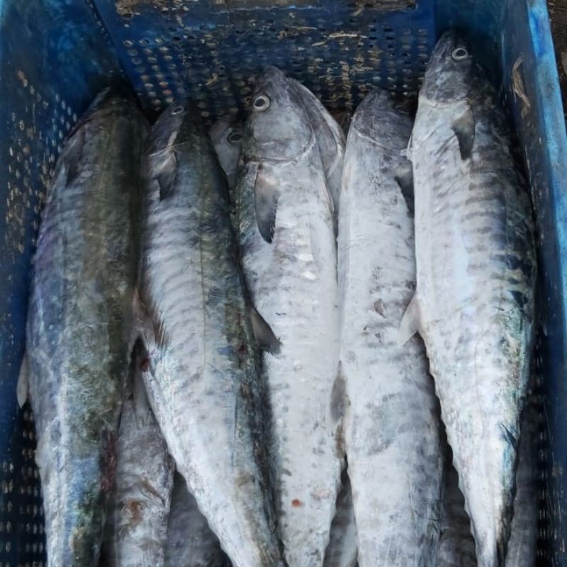 

Ikan tenggiri batang