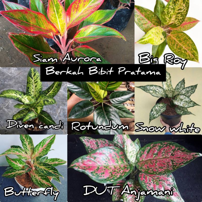 Paket Bunga aglonema Termurah 7 jenis