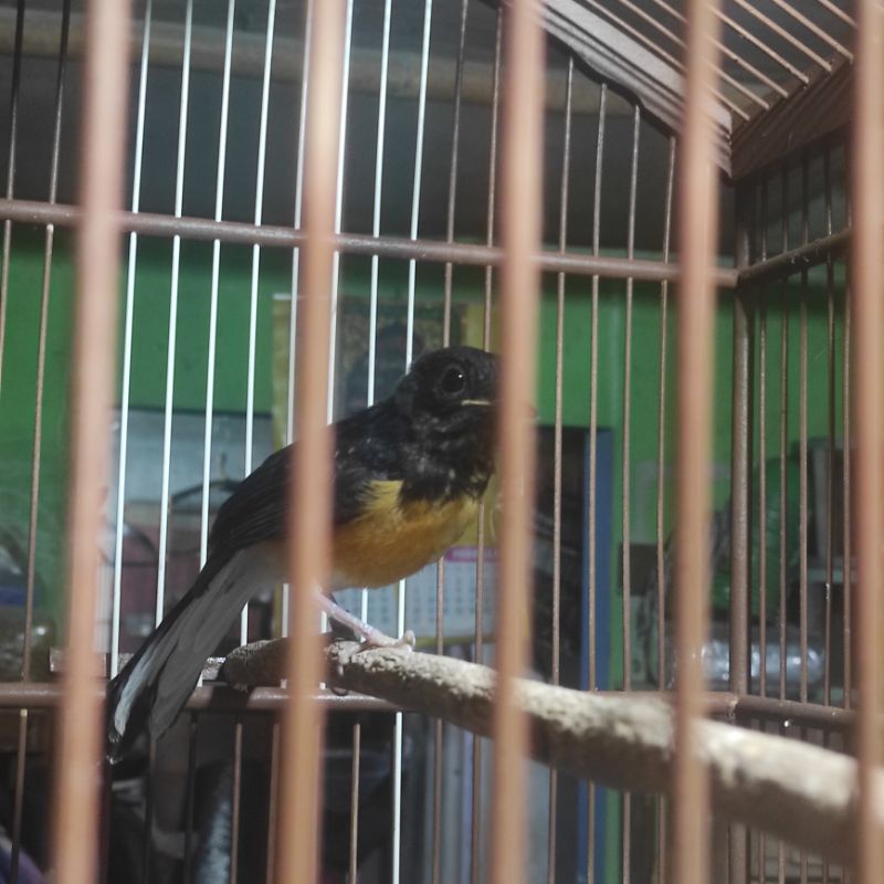 trotolan burung murai batu medan ternak jamin jantan bunyi sehat