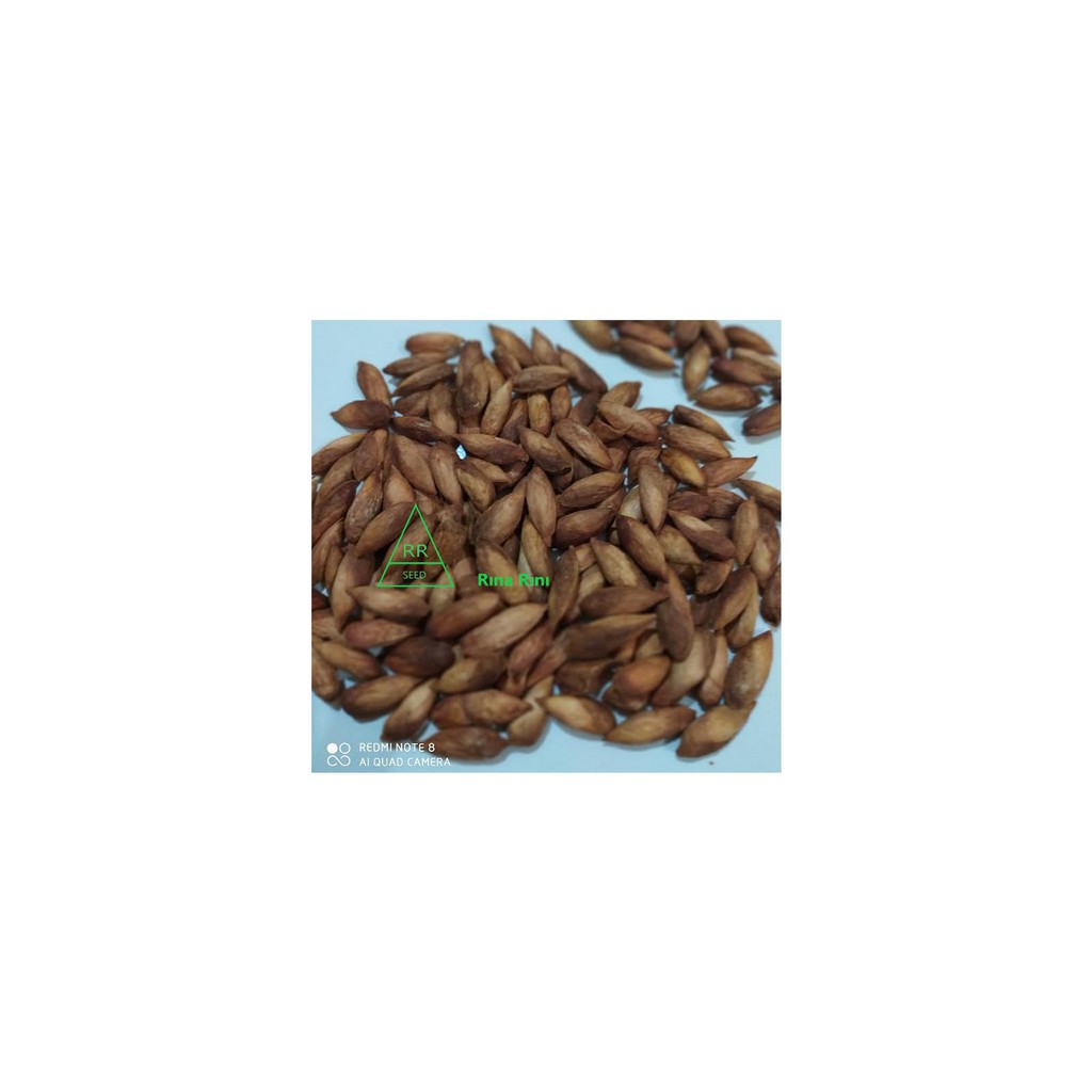 Biji Ketapang Kupas Buah Merah harga per gram