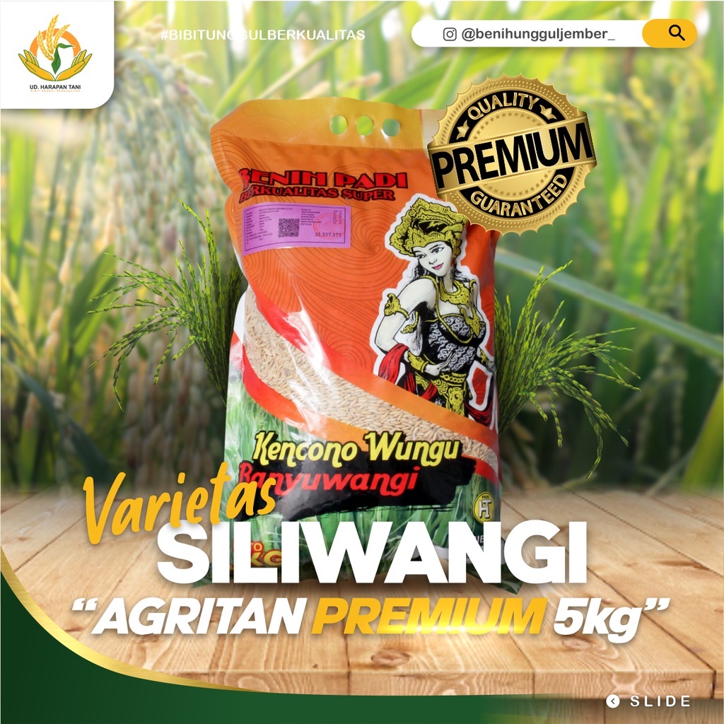 benih padi unggul varietas siliwangi / SILIWANGI / benih padi premium siliwangi