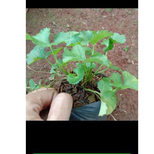 tanaman herbal pegagan/ pohon pegagan segar herbal