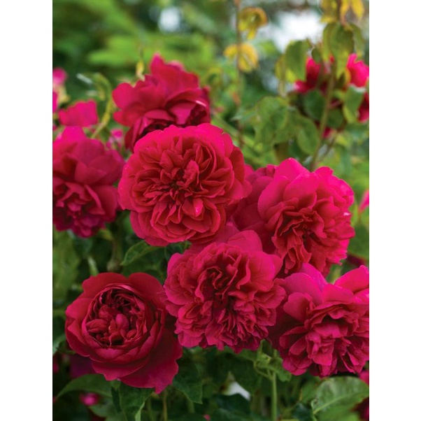 Tanaman Hidup Bibit Bunga Mawar Import RED EDEN - Mawar import -Mawar Import  - Mawar import murah- 