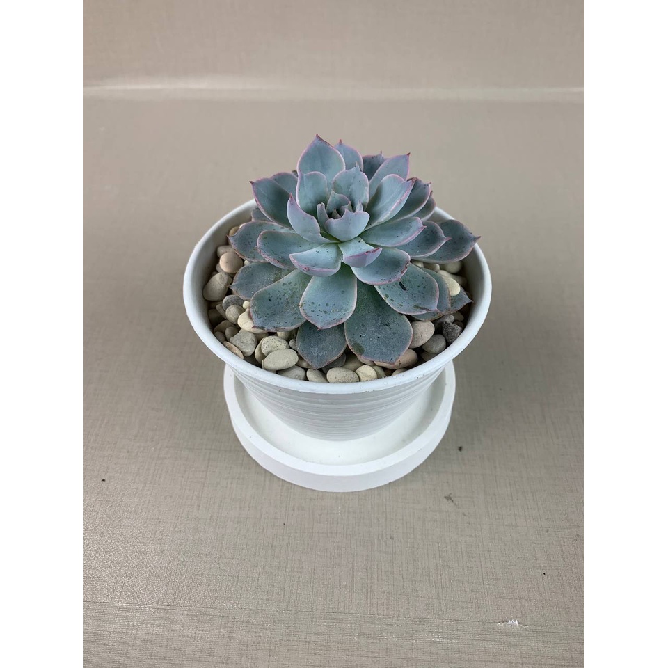 Kaktus Sukulen  Echeveria Subsenliss Tanaman Hias