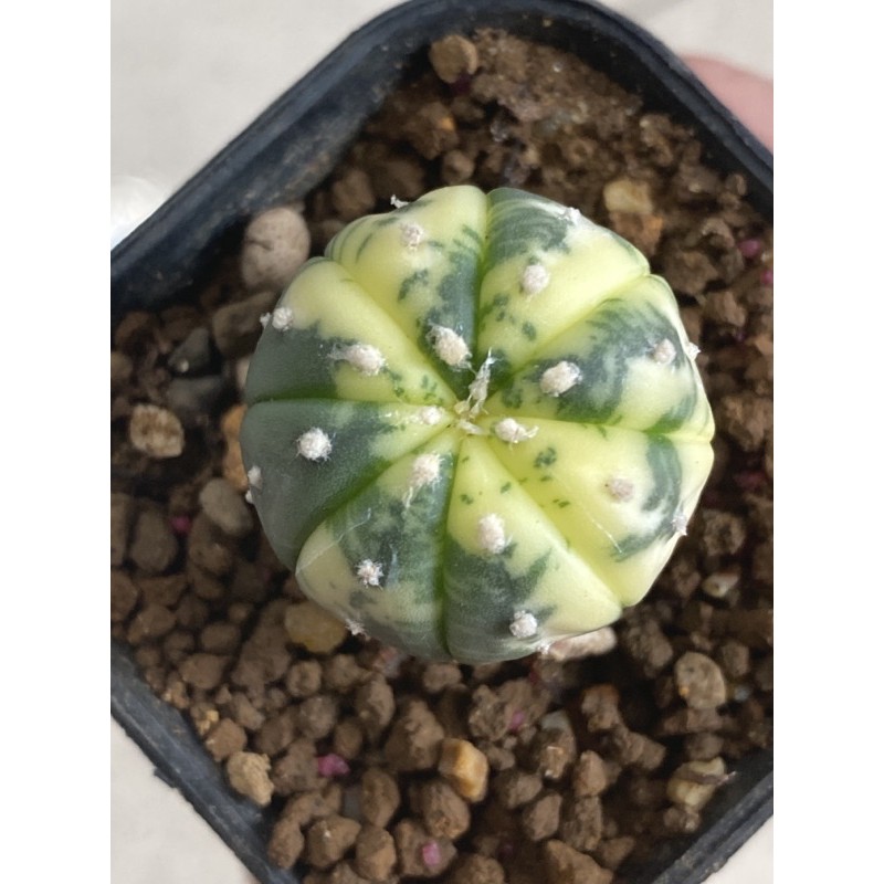 kaktus astrophytum oibo varigata
