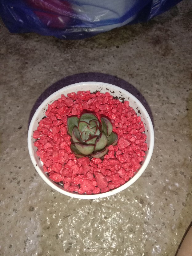 Pot Tawon Putih Dim 10cm