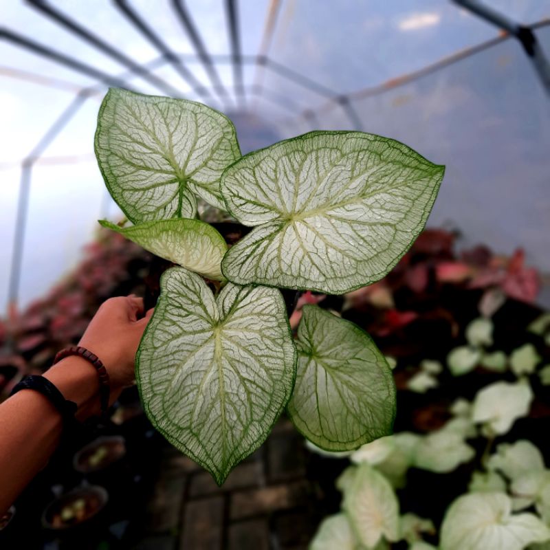 Caladium White Jaguar Tanaman Keladi Hias Bibit Caladium White Jaguar Murah Ratudaun Nursery