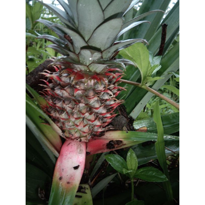 nanas muda nanas merah