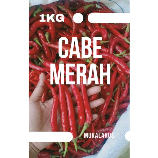 

CABE MERAH KERITING KWALITAS TERBAIK UKURAN BESAR & PANJANG KWALITAS TERBAIK