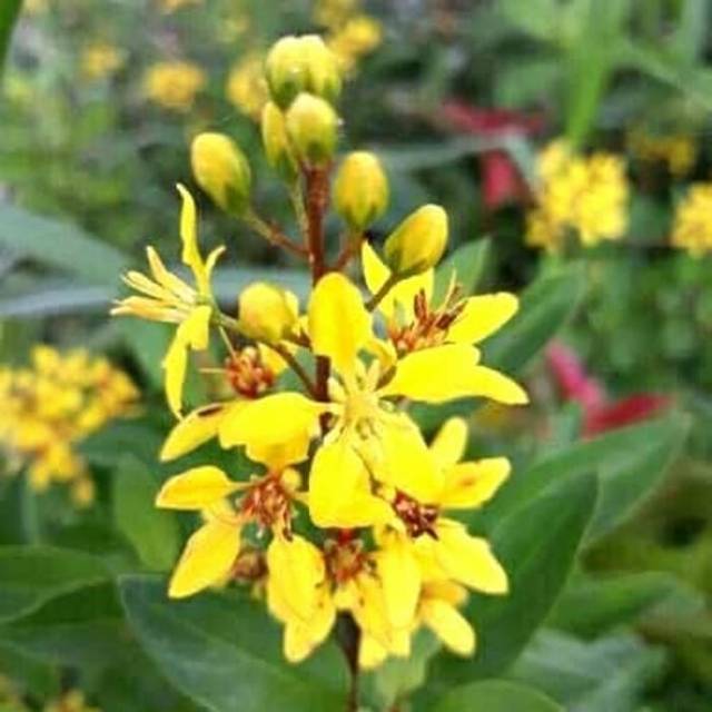 Tanaman hias hujan emas -  pohon hujan enas -  bunga hujan emas