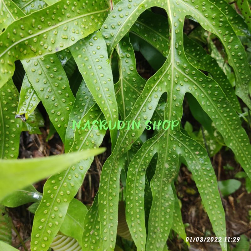 

[Fresh] TANAMAN HIAS PAKIS KUTIL PAKIS BENTOL PAKIS SUKUN PHYMATOSORUS SCOLOPENDRIA