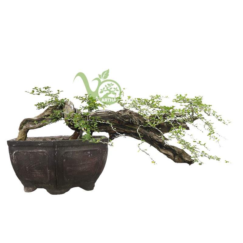 Bonsai Sisir Atau Kaliage - 03