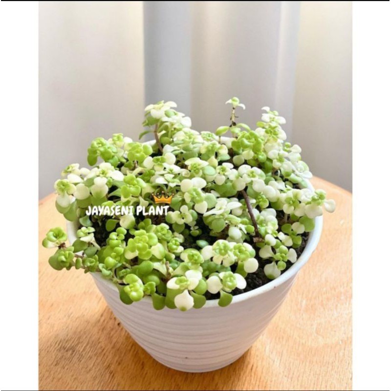 TANAMAN HIAS SEDUM MAKINOI OGON + POT PUTIH