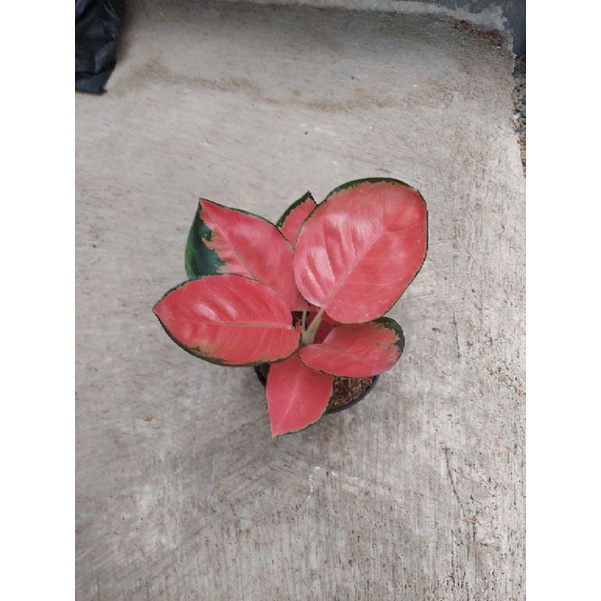 Aglonema Red Cherry Remaja