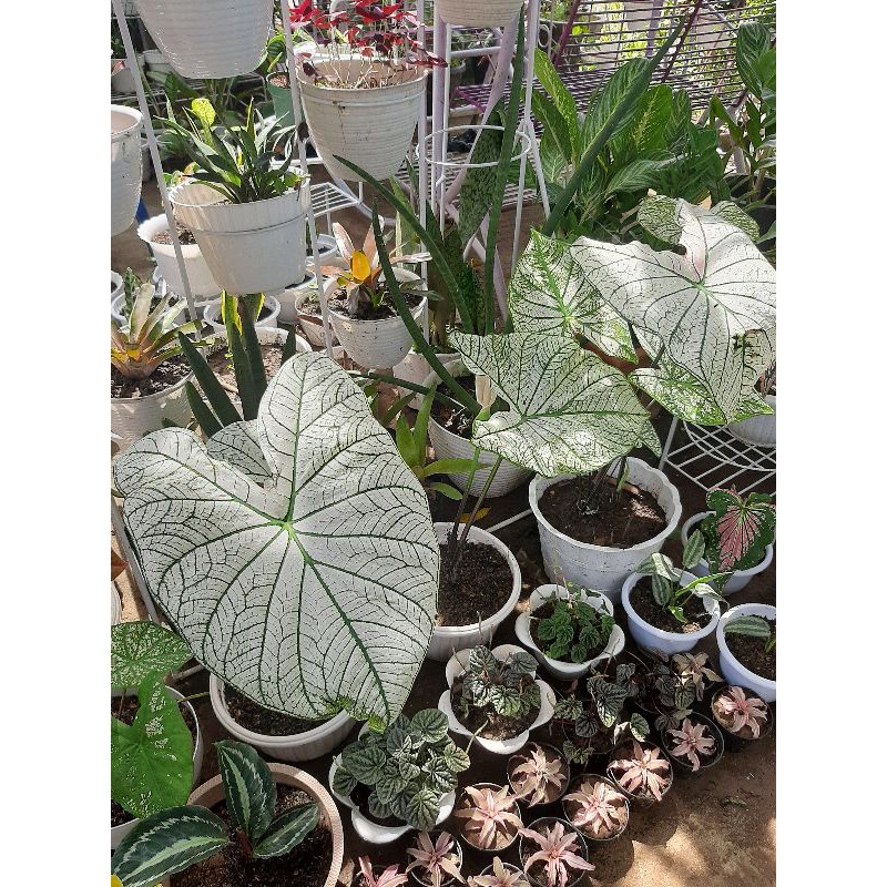keladi /caladium white star murah