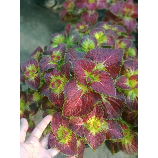 Miana jantung hati/Miana premium