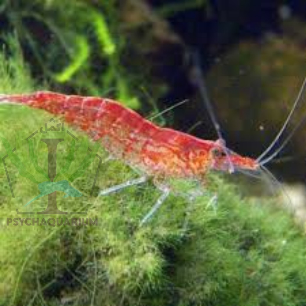 

indukan udang red cherry