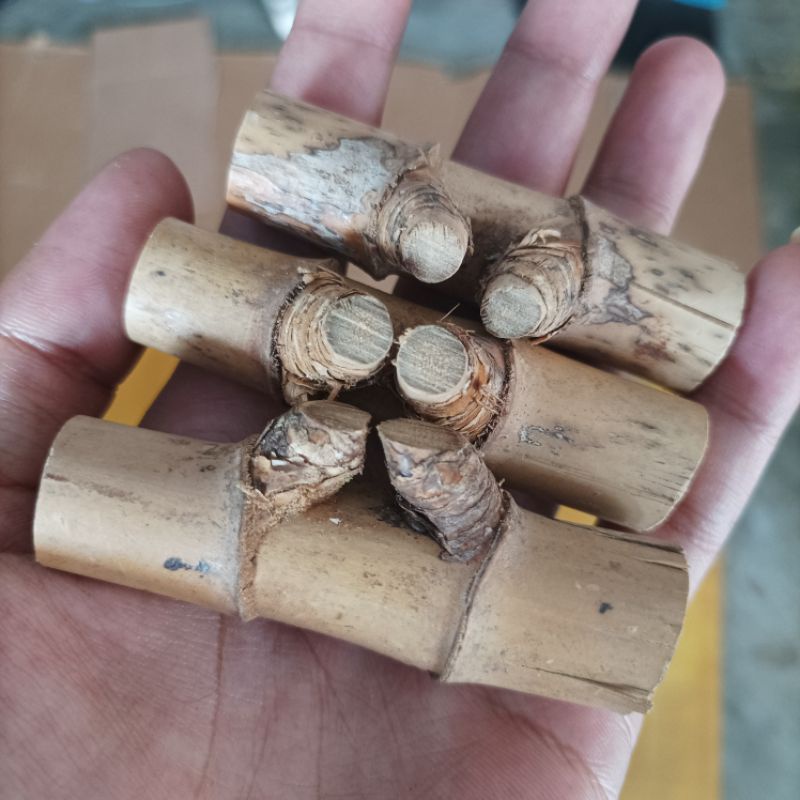 Bambu petuk kecil
