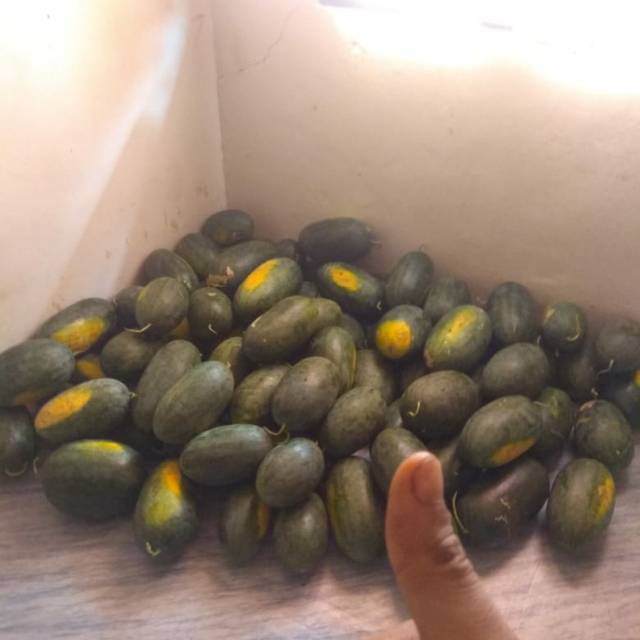 

SEMANGKA