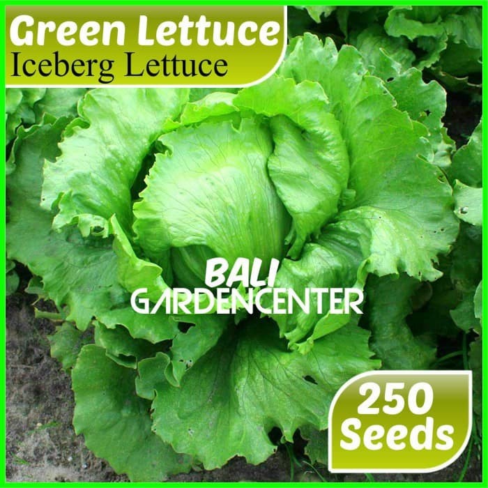 Jual Isi 250 Benih Biji Selada Crop Iceberg Iceberg Lettuce Shopee Indonesia