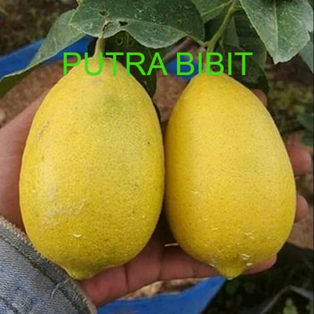 Bibit lemon tea berbuah/bibit buah lemon tea