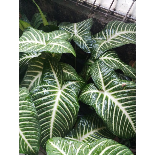 alocasia tanaman hias keladi zebra/caladium anthosoma  besar