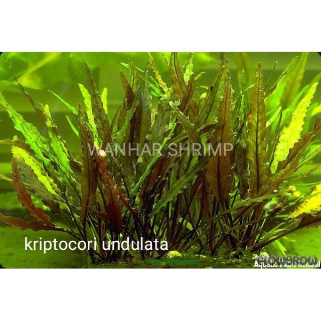 Kriptocorin Undulata Tanaman Hias Aquarium Aquascape Shopee