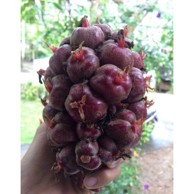 

buah honje kecombrang merah paket hemat 500.gram