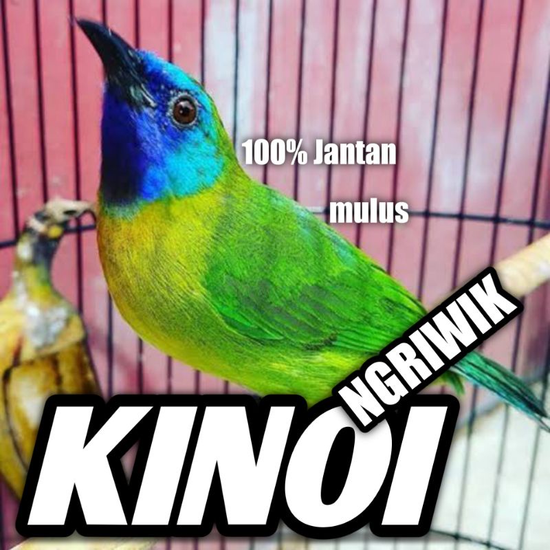 Burung cucak Kinoi Jantan Bunyi Ngriwik cak kinoy 100% jantan Cocok Masteran