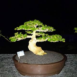  Harga  pot  bonsai  Terbaik Agustus 2022 Shopee Indonesia