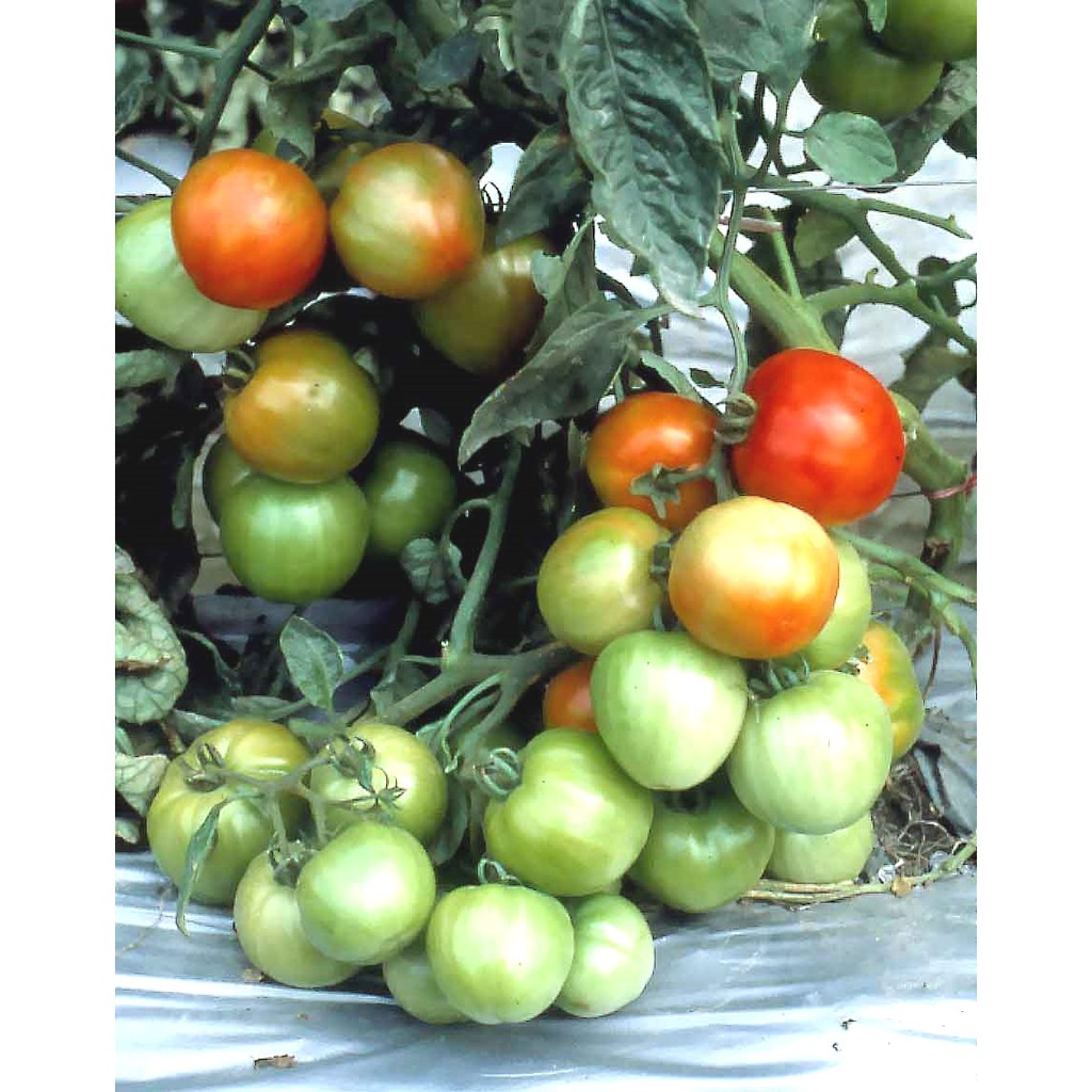 Benih / Biji / Seed Tomat F1 King Kong Tomato Known-You