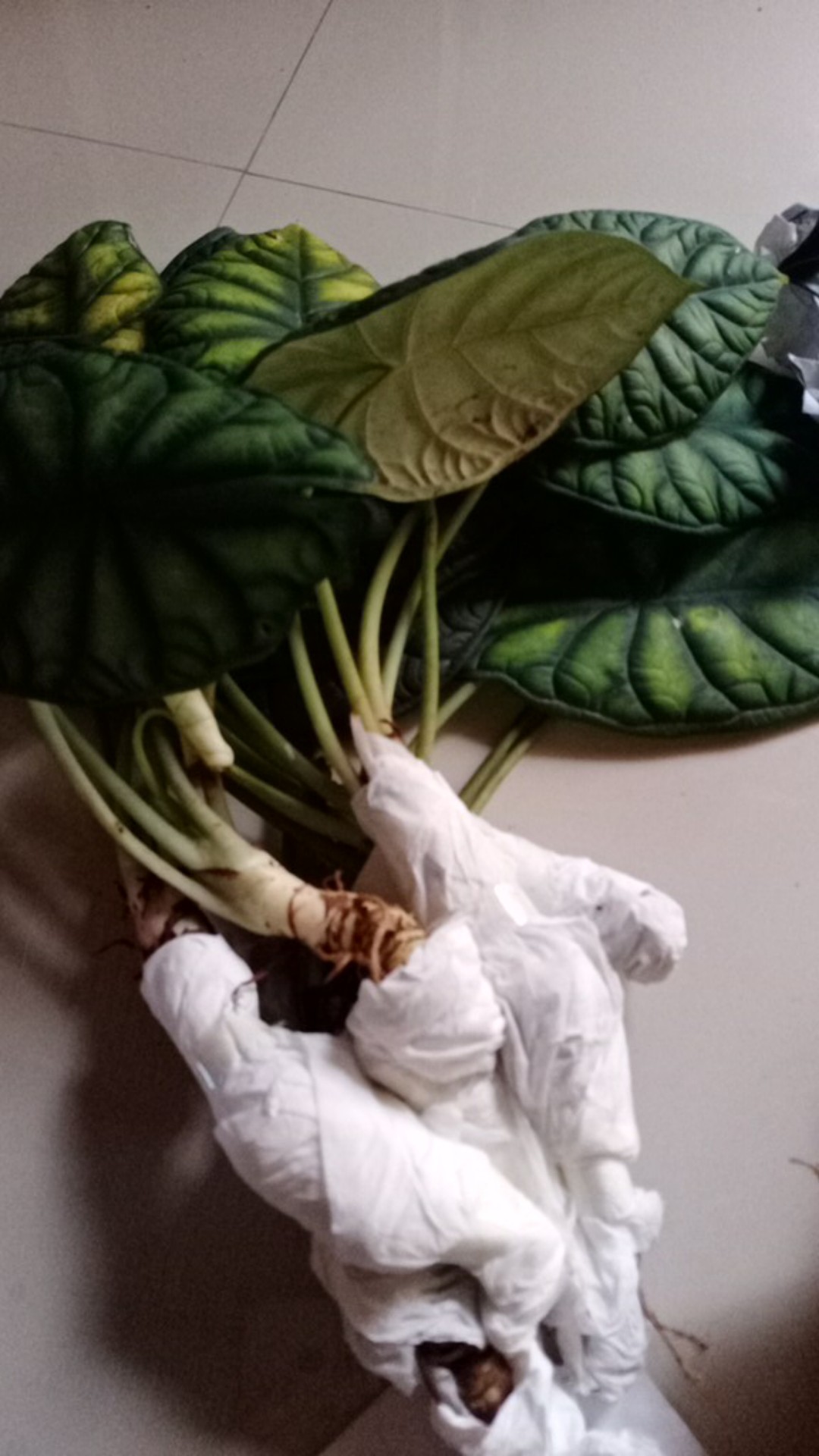 Alocasia Dragon Scale (keladi Tengkorak Hijau) Dewasa