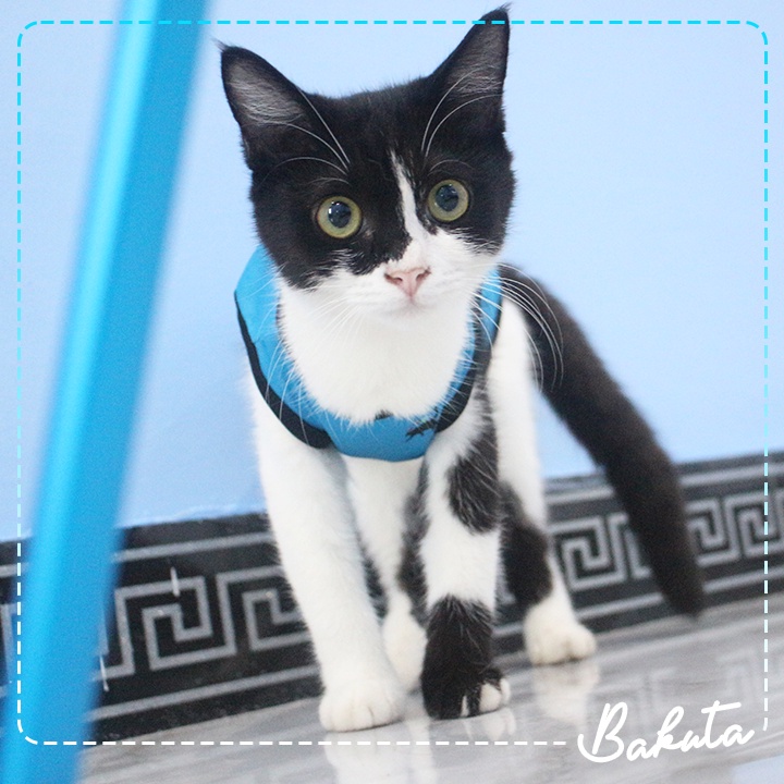 Baju Ucansee Kucing dan Anjing Sablon Universe Cat Baju Kucing Termurah Shopee Grade A size S-XL