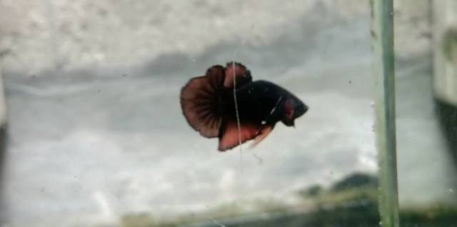 Cupang black vampire