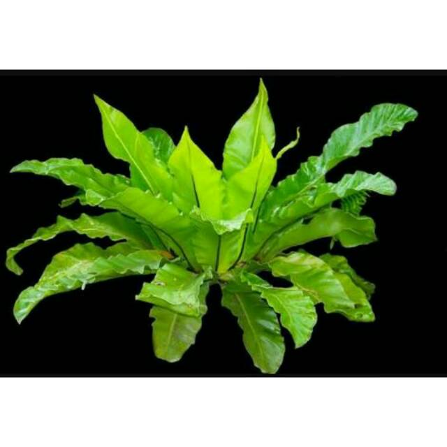 Tanaman kadaka sarang burung(asplenium nidus)-kadaka-kadaka sarang burung