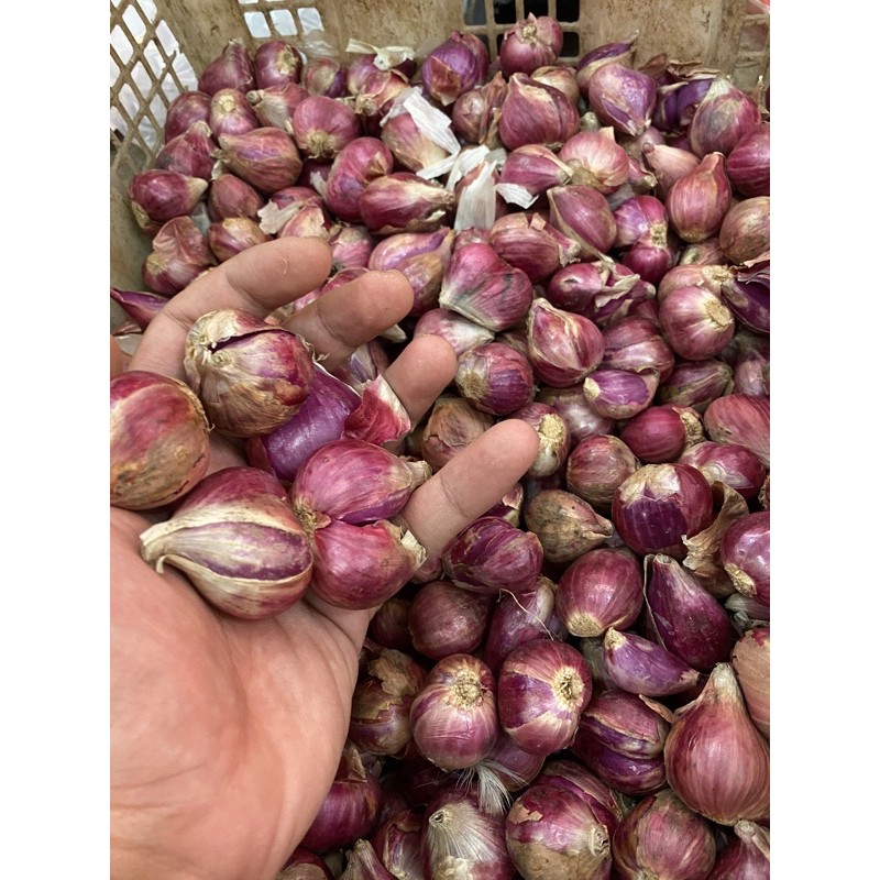 

BAWANG MERAH BREBES SUPER PUNYA 250gram