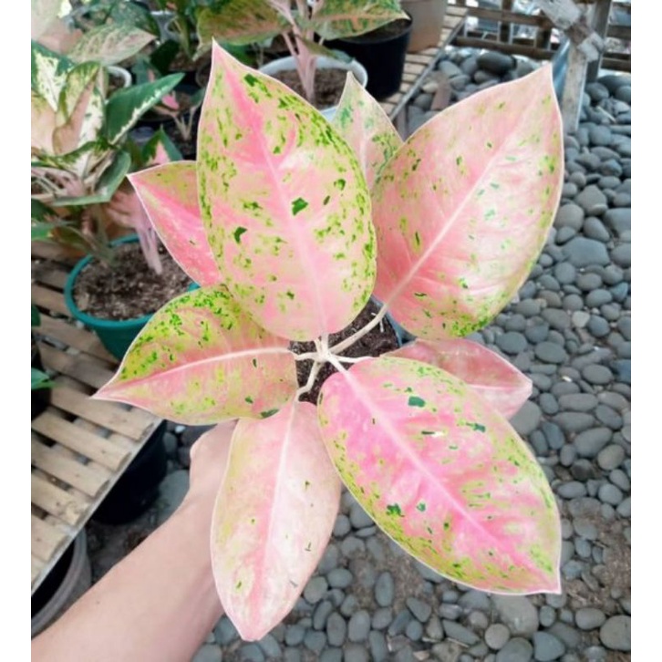 aglonema big roy mutasi pink