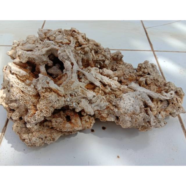 Karang Pantai Laut besar aquascape aquarium bonsai taman